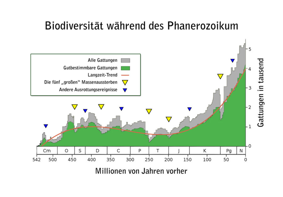 Regelmäßige Massenaussterben nachvollziehbar bis ca. 500 Millionen Jahre vor unserer Zeit.