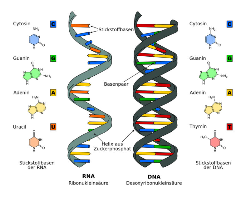 DNA und RNA