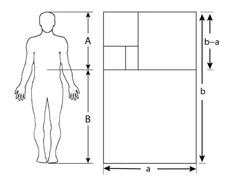 Proportionen des Goldenen Schnitts bei einer Strecke: a : b = b : (a + b) – der kleinere Teil (a) verhält sich zum größeren (b) wie der größere Teil zur Summe (a + b).