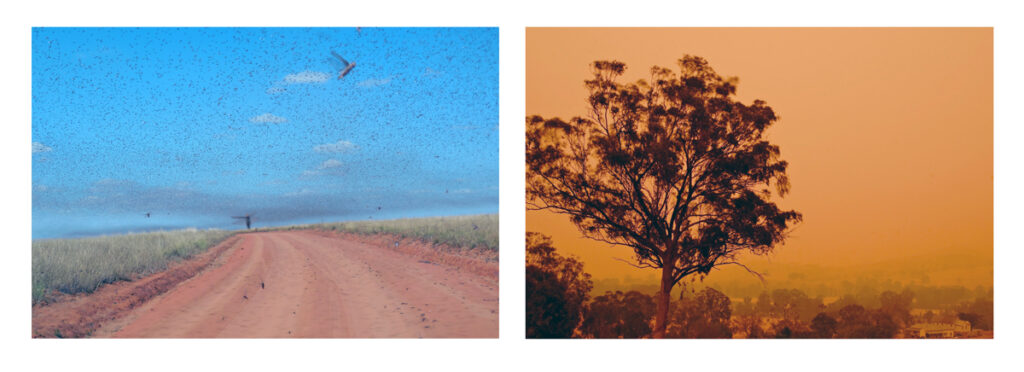 Wenn in Afrika riesige Heuschreckenschwärme über die Felder (links) herfallen, herrscht meist beredtes Schweigen seitens der Naturschutzbewegungen. Wenn Buschbrände wie in Australien ausbrechen, werden akribisch die Arten gezählt, die durch das Feuer umkommen. Bild links: Wikipedia/Iwoelbern