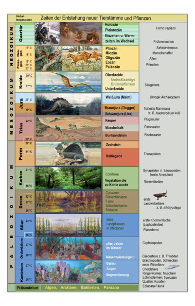 Übersicht über die geologischen Epochen und die Entwicklung des Lebens. Quelle: Wikipedia