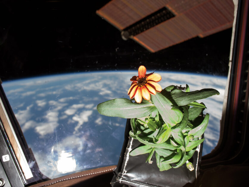Eine Zinnienblüte, die in der „Veggie“-Anlage an Bord der Internationalen Raumstation gezüchtet wurde. Bild: NASA